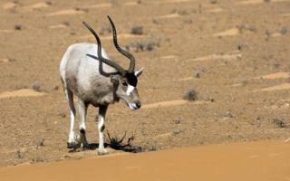 Антилопы — ясноглазые, рогатые, быстрые